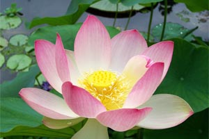 Lotus in a Koi Pond