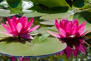 Water Lilies in a Koi Pond