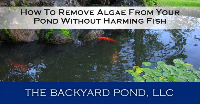 How To Remove Algae From My Pond Without Harming Fish