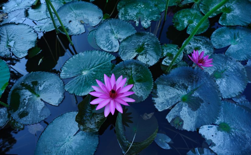 Plants To Clean Pond Water