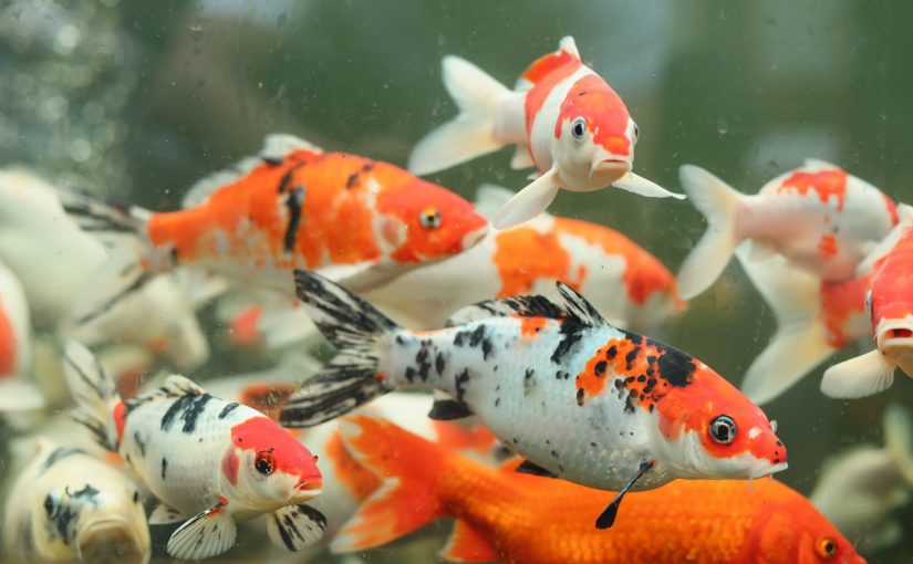 How Much Do Koi Fish Cost